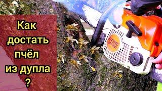 Как достать рой из дупла дерева? Гуманное пчеловодство. Пасека легко и просто.