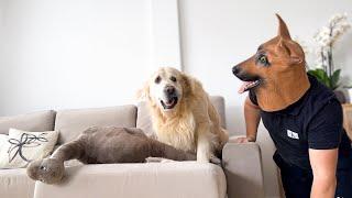 How a Golden Retriever Reacts to Me in German Shepherd Mask