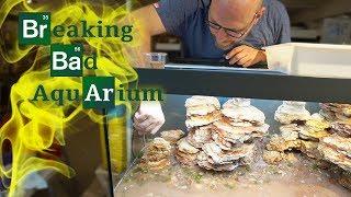 TOMIG bepflanzt das Breaking Bad Aquarium