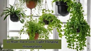 Top 10 Must Have Low Light Hanging Houseplant | Best Hanging + Trailing Houseplants for home in 2024