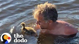 Man Becomes Baby Goose's "Mom" | The Dodo