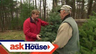 How To Pick The Perfect Christmas Tree with Roger Cook | Ask This Old House