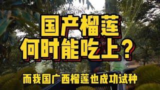 每年花40亿美元进口，平价的国产榴莲，到底啥时候可以吃上？