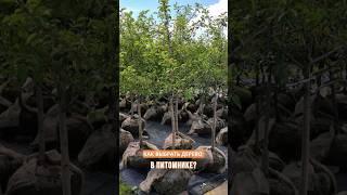 Как выбрать дерево в питомнике? #дерево #садоводство