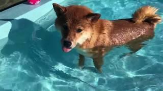 1歳10ヶ月になりました。    柴犬ゆき Shiba inu, Yuki