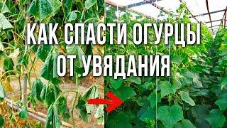 Корневая гниль и увядают листья огурцов? Как лечить болезни огурцов. Фузариоз огурцов.