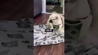 Como es cada signo según los perros. - Humor astrologico #astroguia