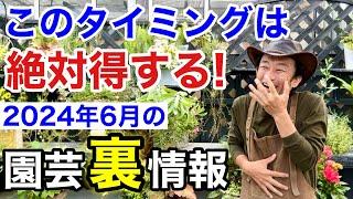 【この週は安い】6月の植物の入荷はかなり変化するので注意して下さい　【カーメン君】【園芸】【ガーデニング】【初心者】