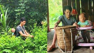 Single father: Harvesting vegetables to sell, buying baskets to harvest more agricultural products