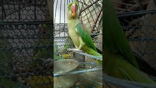 Raw parrot talking mithu mithu sound #parrot #raw #mithu #alexander #viral #shorts