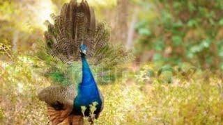 peacock call #indian peafowl #backgroundstock peacock awaz