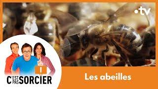 Le déclin des abeilles - C'est pas sorcier [Intégrale]