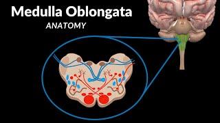Medulla Oblongata Anatomy - External & Internal (White & Grey matter) + QUIZ