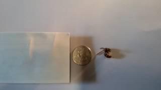 Giant Asian Hornet in Ohio