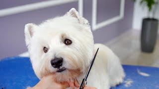 WEST  HIGHLAND WHITE TERRIER GROOMING ️️ with hand stripping