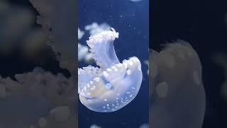 Jellyfish  #jellyfish #aquarium #nature #relaxingmusic