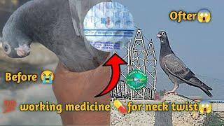 How to cure pigeon neck twist diseases for only in one week  % worked#andhrapigeon