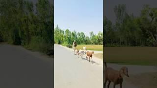 Real simple village life of Punjab .132#shorts #villagelife
