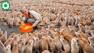 How China Raises and Consumes 1.2 Billion Rats Every Year - Rat Processing Factory