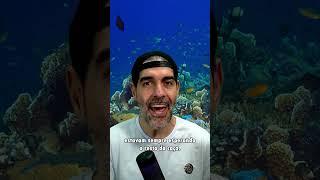 POLVOS SÃO ALIENÍGENAS E EU POSSO PROVAR | Pidobiologia #polvos #peixes
