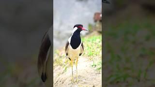 Red-wattled lapwing alarm call and sound.🪶 #shorts #birds #wildlife #mygarden