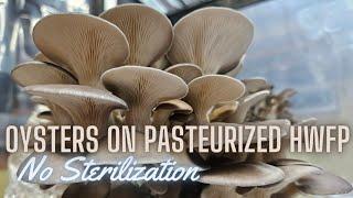 HOW TO GROW OYSTER MUSHROOMS ON PASTEURIZED FUEL PELLETS, Start to Finish with Bratislavian Blue