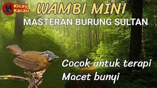 BURUNG WAMBI MINI(Tiuemi Hwamei)Masteran murai trotol dan terapi macet bunyi