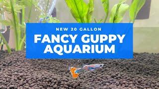 FANCY GUPPY AQUARIUM - New 20 Gallon Tank