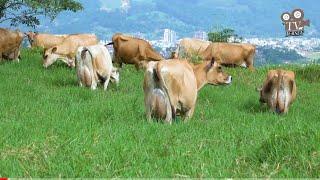 Cabanha DM Kniess - Pequena propriedade destaque na criação de gado Jersey em Braço do Norte/SC