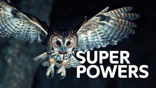 2+ Hours Of Animal Superpower Facts to AMAZE YOU!!