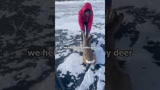 This Deer Needed Help  #hearttouching #animals