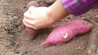 HARVEST SWEET POTATO in South Korea