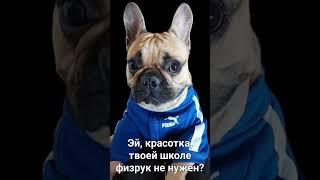 С праздником, любимые учителя! #бульдогмарсельвнуколигарха #французскийбульдог #frenchbulldog #щенок