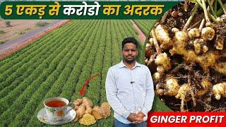 अदरक🫚 के खेती से मालामाल Ginger🫚 Farming | Good Income Farming | New Agriculture Technique 