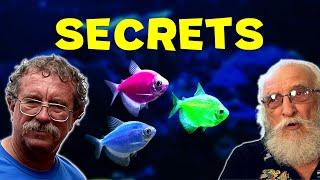 Glofish Well Kept Secrets Revealed for First Time by Breeder