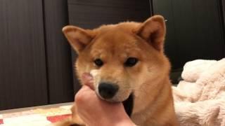 あれ？今なにか聞こえた？の顔    柴犬ゆき Shiba inu, Yuki