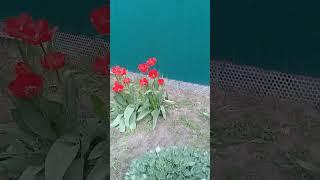 Весенний Урюпинск: тюльпаны и вишня цветут у дома.Улица Партизанская.