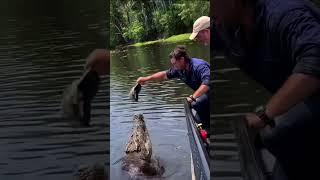 #crocodile #animals #short #lookandme