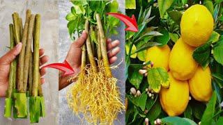 How to propagate lemon tree from cuttings with tissue paper || With 100% success