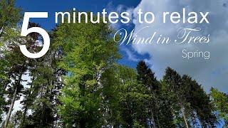 5 Minutes to Relax: Wind in Trees in Spring • Relaxing Wind Sound • Beautiful Short Nature Video