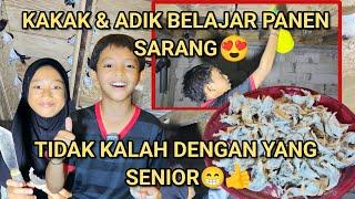 KAKAK & ADIK BELAJAR PANEN SARANG WALET