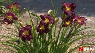 Daylilies