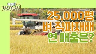 [역전의부자농부 221회] 25,000평 벼농사, 벼 직파재배 연 매출은?