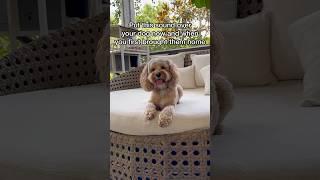 Mini Cockapoo As An Adult vs Puppy