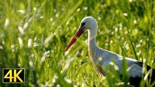 Der Weißstorch auf Nahrungssuche (White Stork searching for food) [4K]