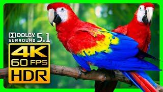 Mesmerizing Macaw Parrots in 4K HDR: Relax with Stunning Visuals & Surround Sound