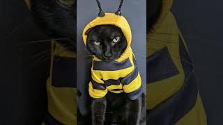 Bee's are tired of getting bullied!  #shorts #cat #bee #viral