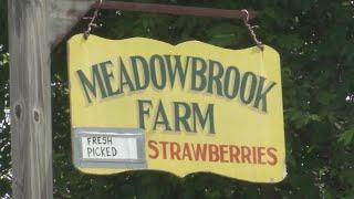 Local farm starts their first-ever blueberry picking season