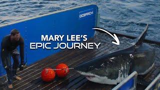 Mary Lee, the shark who started it all!