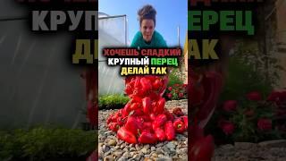 Хочешь сладкий крупный перец делай так #секреты #дача #огород #сад #рассада #перец